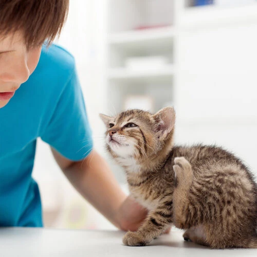 Beaphar Fiprotec Spray 6 Beaphar Fiprotec Spray – Bild 4