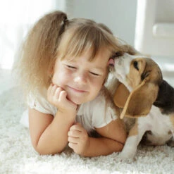 Beaphar Fiprotec Spray 11 Beaphar Fiprotec Spray -Haustierprodukte beaphar fiprotec spray 213632 0500 none