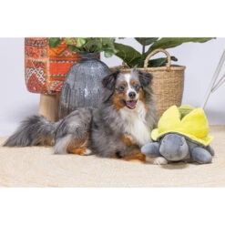 Beeztees Hide And Seek Schildo -Haustierprodukte beeztees hide and seek schildo 221787 0500 none