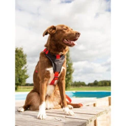 Beeztees Parinca Premium Y-Geschirr -Haustierprodukte beeztees parinca premium y tuig 199580 0500 none