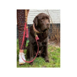 DWAM Halsband Lou Lou 9 DWAM Halsband Lou Lou -Haustierprodukte dwam halsband lou lou 182185 0500 none