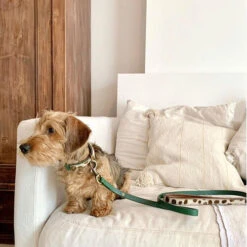 DWAM Hundeleine Ivy -Haustierprodukte dwam hondenriem ivy 180700 0500 none