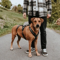 Hunter Sicherheitsgeschirr Maldon -Haustierprodukte hunter veiligheidsharnas maldon 221547 0500 none