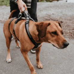 Hunter Sicherheitsgeschirr Maldon -Haustierprodukte hunter veiligheidsharnas maldon 221553 0500 none