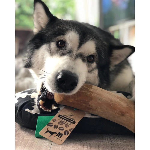 I&I Pet Supplies Kaffeebaum Kauwurzel 5 I&I Pet Supplies Kaffeebaum Kauwurzel – Bild 3