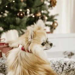 Kentucky Dogwear Corduroy Hundehalsband 17 Kentucky Dogwear Corduroy Hundehalsband -Haustierprodukte kentucky dogwear corduroy hondenhalsband 219200 0500 none