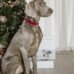 Kentucky Dogwear Corduroy Hundehalsband 14 Kentucky Dogwear Corduroy Hundehalsband -Haustierprodukte kentucky dogwear corduroy hondenhalsband 219201 0500 none