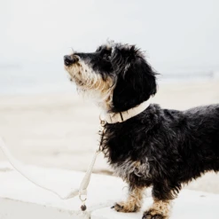 Kentucky Dogwear Hundehalsband Wool -Haustierprodukte kentucky dogwear hondenhalsband wool 219704 0500 none