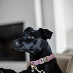 Kentucky Dogwear Hundehalsband Wool -Haustierprodukte kentucky dogwear hondenhalsband wool 219710 0500 none