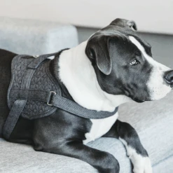 Kentucky Dogwear Hundegeschirr Body Safe Wool -Haustierprodukte kentucky dogwear hondenharnas body safe wool 219215 0500 none