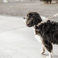 Kentucky Dogwear Hundeleine Wool -Haustierprodukte kentucky dogwear hondenlijn wool 219683 0500 none