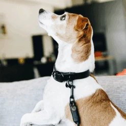 Kentucky Dogwear Soft Rubber Hundehalsband 9 Kentucky Dogwear Soft Rubber Hundehalsband -Haustierprodukte kentucky dogwear soft rubber hondenhalsband 219264 0500 none