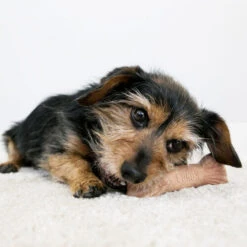 KONG ChewStix Ultra Stick -Haustierprodukte kong chewstix ultra stick 180856 0500 none