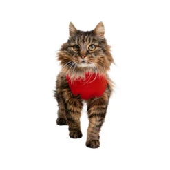 Medical Pet Shirt Katze 7 Medical Pet Shirt Katze -Haustierprodukte medical pet shirt kat 167404 0500 none