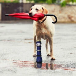 Medical Pet Shirt Boot -Haustierprodukte medical pets boot 167512 0500 none