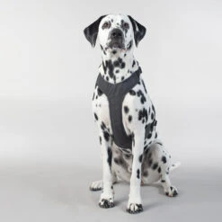 PAIKKA Visibility Harness 14 PAIKKA Visibility Harness -Haustierprodukte paikka visibility harness 217809 0500 none