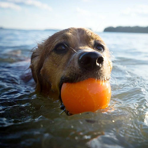 Planet Dog Orbee Tuff Squeak Ball - Orange 8 Planet Dog Orbee Tuff Squeak Ball - Orange – Bild 6