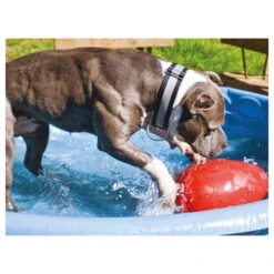 Jolly Egg -Haustierprodukte product jolly egg none 4 1496839894 86968