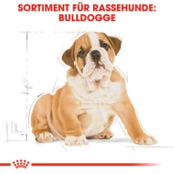 Royal Canin Bulldog Puppy - Hundefutter 13 Royal Canin Bulldog Puppy - Hundefutter -Haustierprodukte royal canin bulldog puppy hondenvoer 137812 0500 none