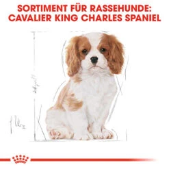 Royal Canin Cavalier King Charles Puppy - Hundefutter 14 Royal Canin Cavalier King Charles Puppy - Hundefutter -Haustierprodukte royal canin cavalier king charles puppy hondenvoer 137932 0500 none