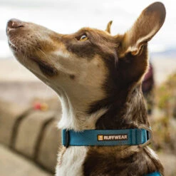 Ruffwear Hi & Light Halsband -Haustierprodukte ruffwear hi light collar 194264 0500 none