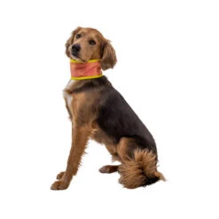 Ruffwear Swamp Cooler Neck Gaiter -Haustierprodukte ruffwear swamp cooler neck gaiter 196817 0500 none