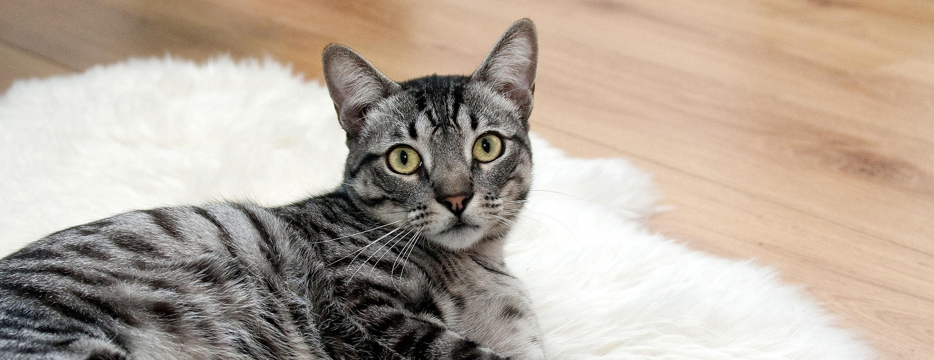 Haustierprodukte -Haustierprodukte cat 468232 1920